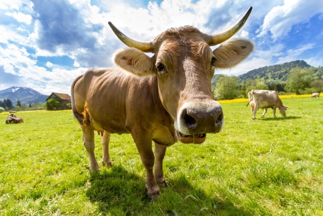 Photo by Pixabay: https://www.pexels.com/photo/nature-animal-agriculture-cow-36347/