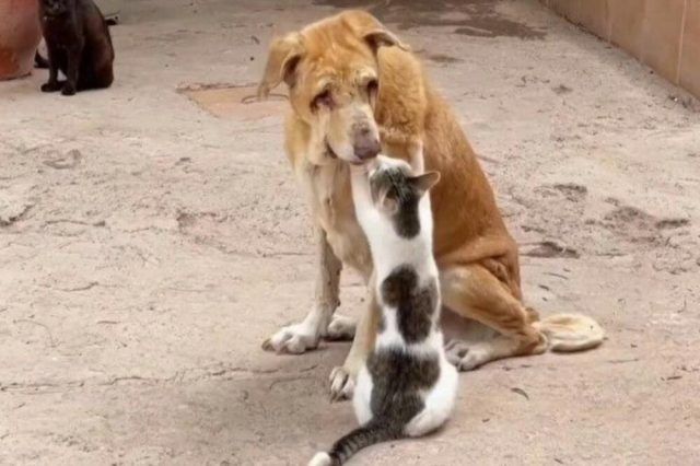 1403357_pas-i-macka_ls