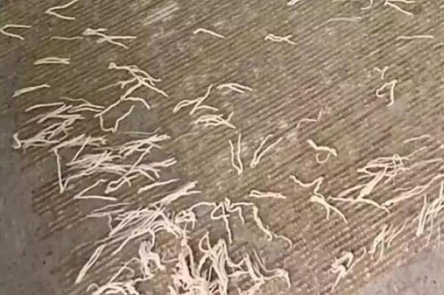 1481652 a ls 1481652 a ls