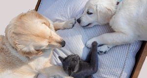 pexels alexandra bilham 7329892