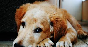 pexels bruno cervera 128817