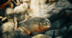 pexels guryan 13561545