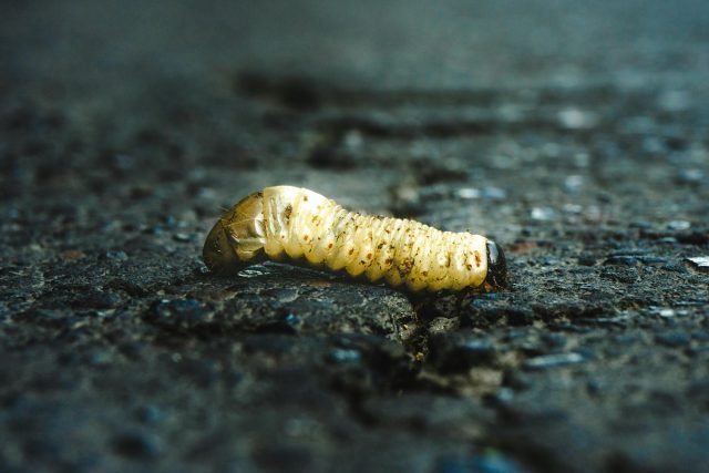 pexels heber vazquez 20045503