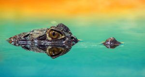 pexels pixabay 207001