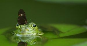 pexels pixabay 45863