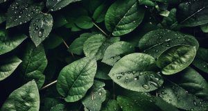 pexels sohail nachiti 807598