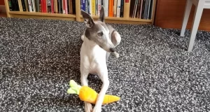 0 Couple order cake replica of their dog but it was so realistic they couldnt cut it