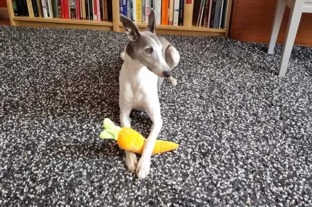0 Couple order cake replica of their dog but it was so realistic they couldnt cut it