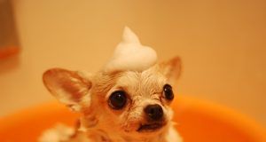 pexels nishizuka 485294