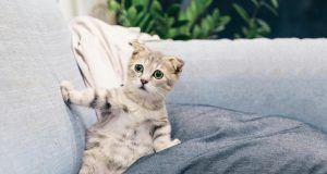 pexels tranmautritam 2194261