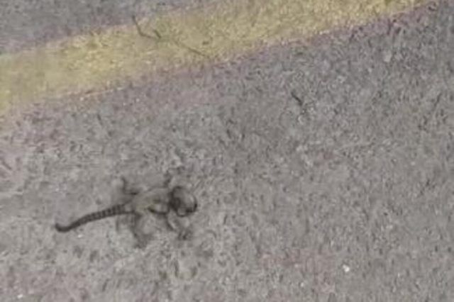 1500858 bez naziva ls