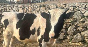 435900500 814188287190228 4226814683502824617 n