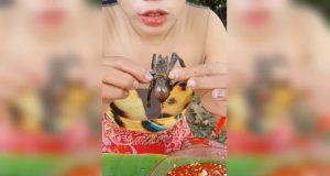 6d4c8e2e bc48 471c 8e74 3bc5a419d7cb