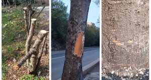 MixCollage 16 Apr 2024 06 28 PM 4875