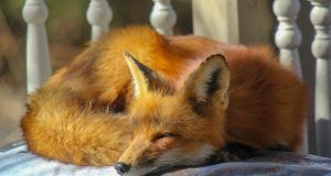 pexels joseph yu 2121799