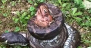 1506962 zmija i zaba ls