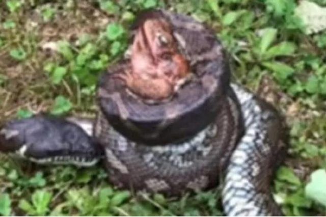 1506962 zmija i zaba ls