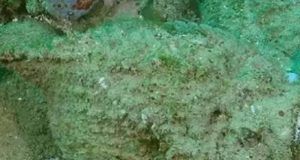 1506977 riba kamen ls