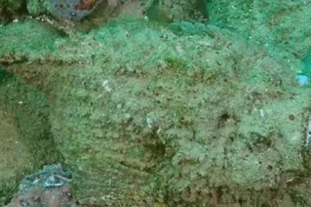 1506977 riba kamen ls