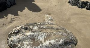 438240043 810866351062233 1152808803423283178 n