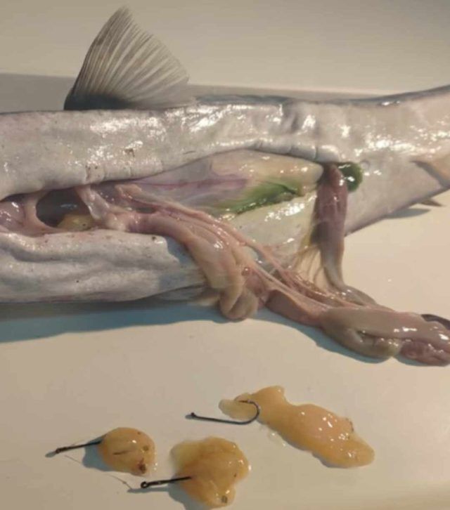 441272132 469589722194476 2439033897704131182 n