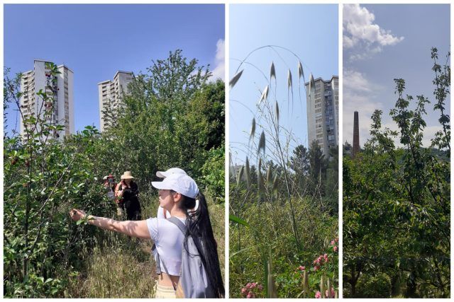 MixCollage 17 May 2024 09 44 AM 8154