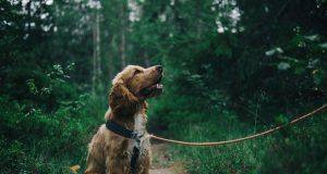 pexels jagheterjohann 1254140