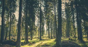 pexels jakkel 418831