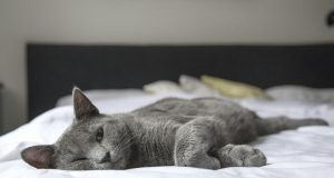 pexels pixabay 236606