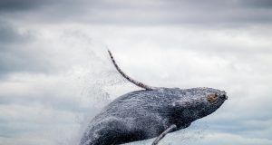 pexels silvana palacios 2013790 3635870