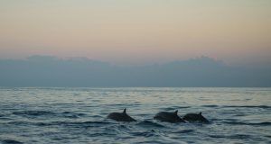 pexels sliceisop 2280613