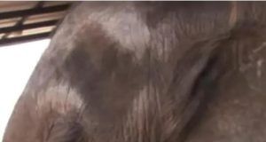 1510871 beba slon ls