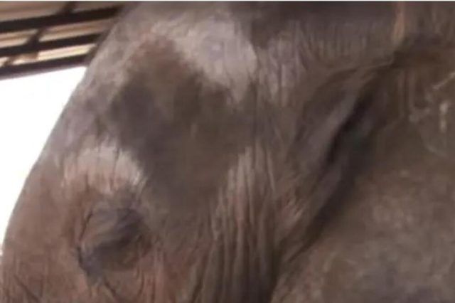 1510871 beba slon ls