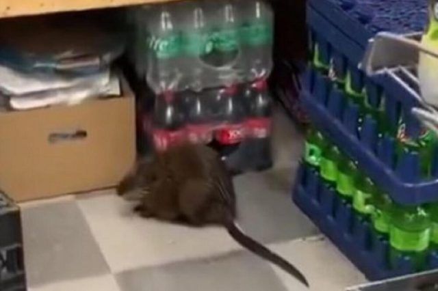 1513233 untitled ls 1513233 untitled ls