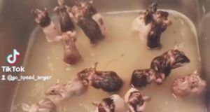 1515914 pacovi u sudoperi ls