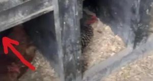 1516247 kokosinjac ls