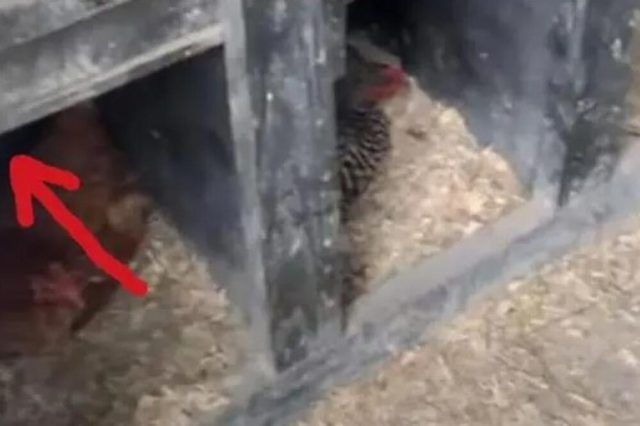 1516247 kokosinjac ls