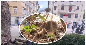 MixCollage 16 Jun 2024 04 02 PM 6641