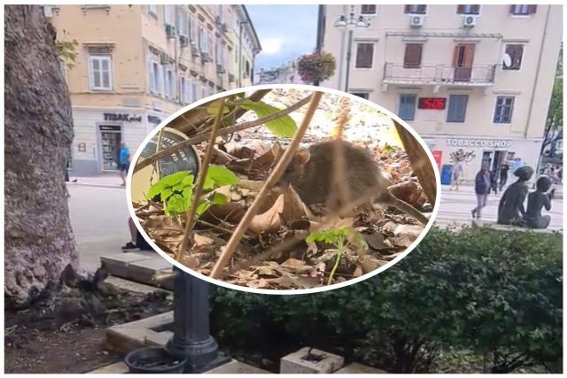 MixCollage 16 Jun 2024 04 02 PM 6641 MixCollage 16 Jun 2024 04 02 PM 6641