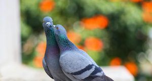 pexels ashuphotography 1406506