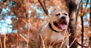 pexels makarand sawant 1156575 2208743