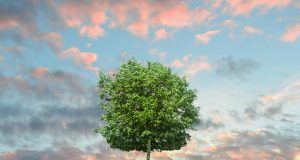 pexels skitterphoto 9198