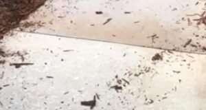 1517384 aligatori ls