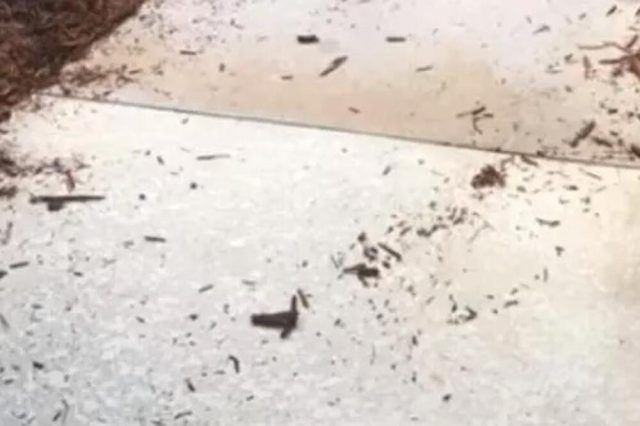 1517384 aligatori ls 1517384 aligatori ls