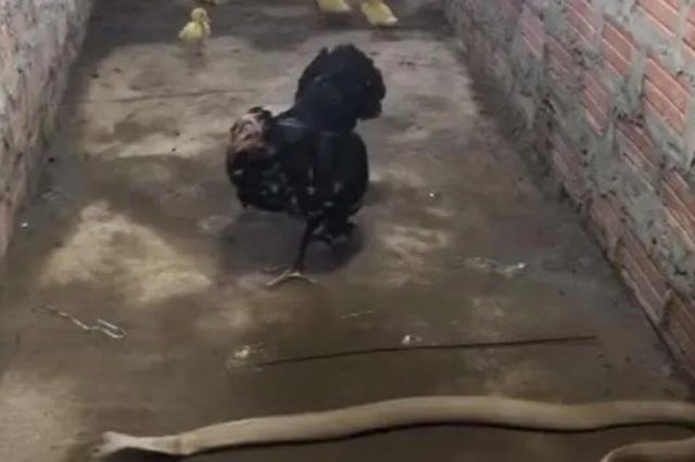 1517410 kokoska ls 1517410 kokoska ls