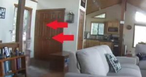 1522226 kuca medved ls