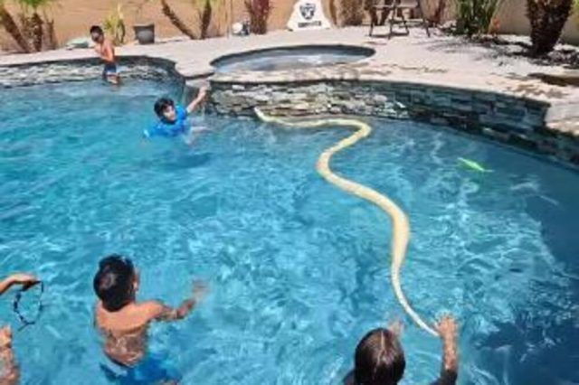 1522373 zmija u bazenu ls