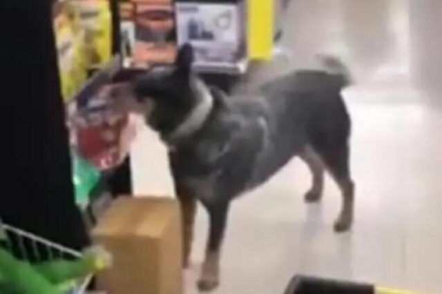 1522596 screenshot 20240726 110707 ls (1)