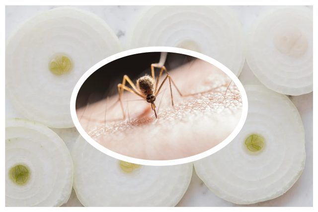 MixCollage 08 Jul 2024 08 26 AM 5858