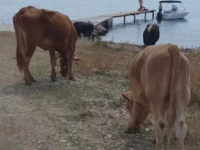 Snimka zaslona 2024 06 27 123238